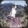 Lassie Rides the Log Flume - View-Master 3 Reel Packet - vintage - B489-G3A Cheap