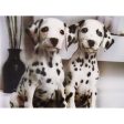 Dalmatians - 3D Lenticular Poster - 12x16 Print - New Online Hot Sale