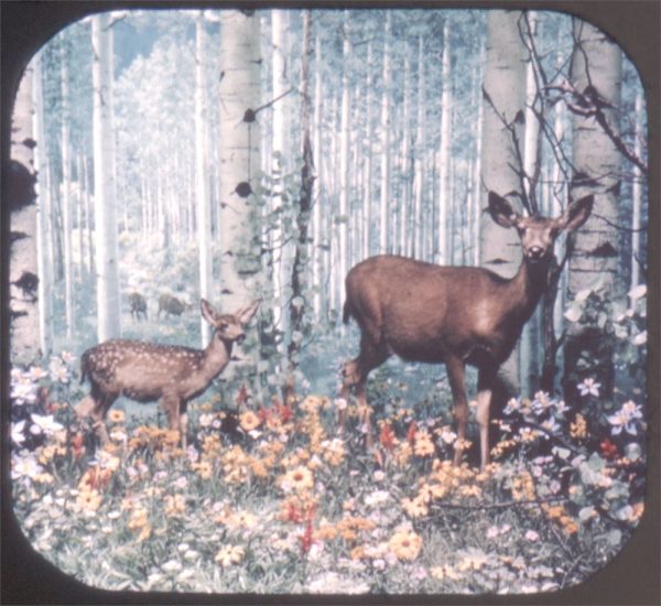 Denver Museum and Natural History - View-Master 3 Reel Packet - vintage - A338-S5 Online