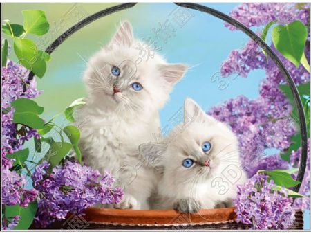 Fluffy white kittens - 3D Lenticular Poster - 12x16 -  NEW on Sale