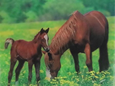 Horses - Triple Views - 3D Action Lenticular Poster - 12x16 - 3 Prints in 1 - New For Sale