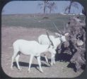 Lion Country Safari - View-Master 3 Reel Packet - vintage - A231-G3A Discount