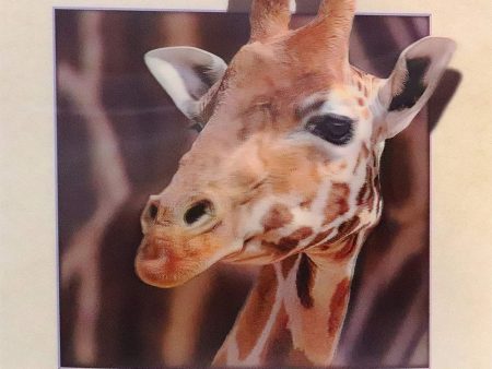 Giraffe Head - 3D Lenticular Poster - 16 x 16 Print - New For Discount