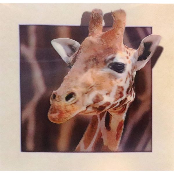 Giraffe Head - 3D Lenticular Poster - 16 x 16 Print - New For Discount