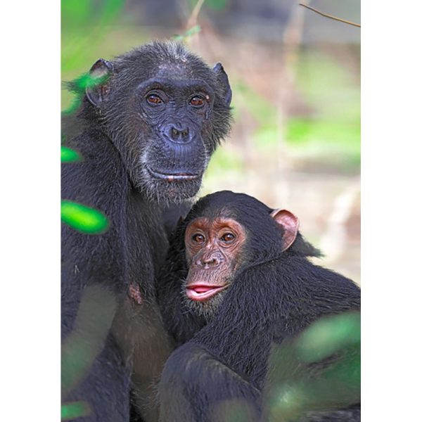 Chimpanzee and Youngster - 3D Lenticular Postcard Greeting Card - NEW Cheap