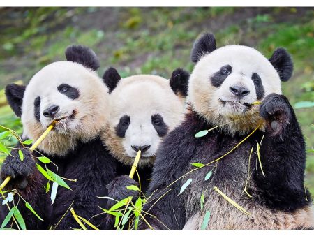 Panda and Cubs - 3D Lenticular Postcard Greeting Card - NEW Hot on Sale