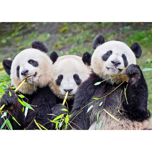 Panda and Cubs - 3D Lenticular Postcard Greeting Card - NEW Hot on Sale