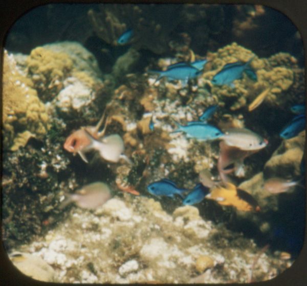 Wonders of the Deep - View-Master 3 Reel Packet - 1954 - vintage - 990-A,B,C-S3 Online now