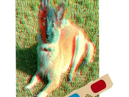 Belgian Tervuren (Dog) - Phantogram Greeting Card - with 3D Glasses - Image Pops Up from the Card - Unique 3D - NEW Supply