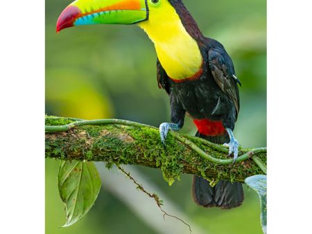 Toucan - 3D Lenticular Postcard Greeting Card - NEW on Sale