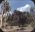 Grand Tour of Africa - View-Master 3 Reel Packet - vintage - B096-V2 Cheap